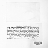 Gnomonia cerastis image